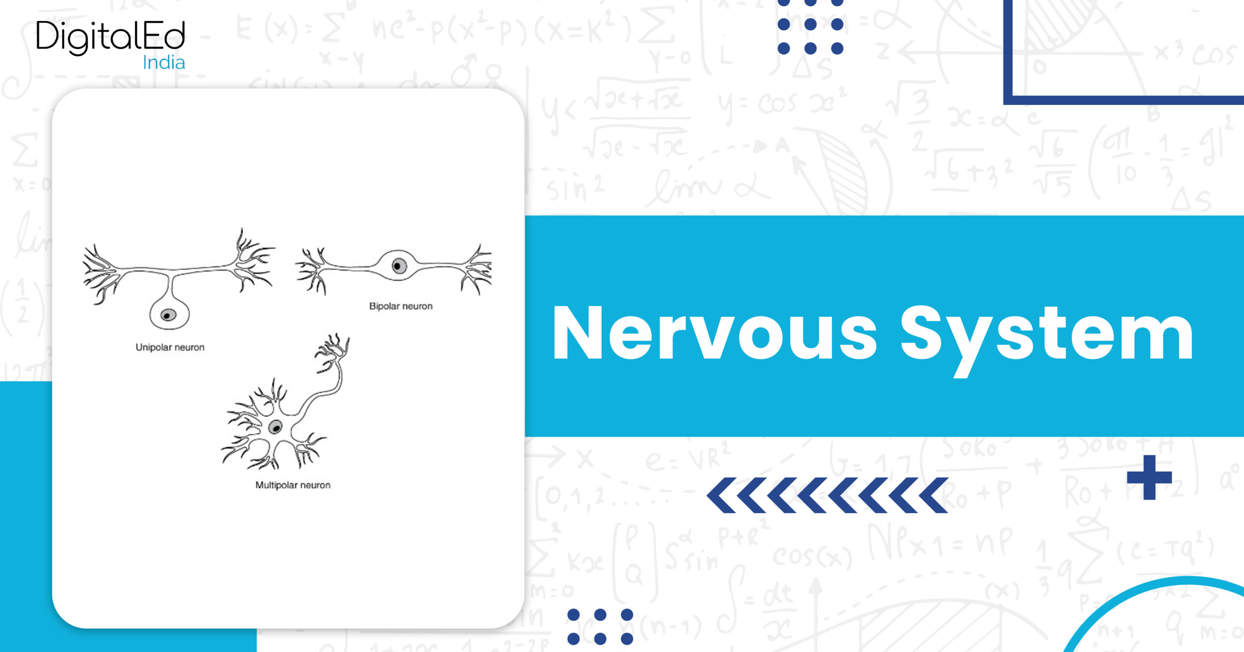 nervous-system-in-human-being-class